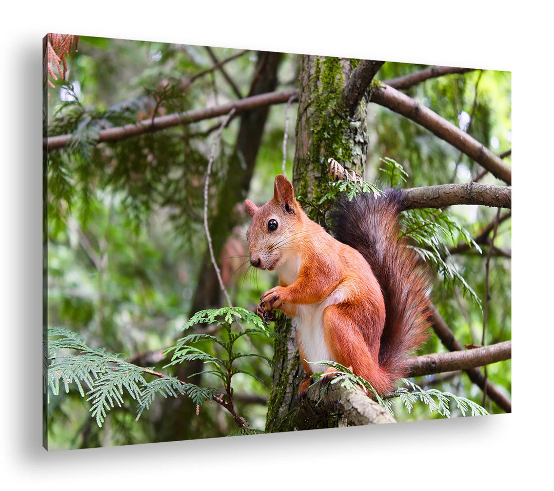 deyoli niedliches Eichhörnchen Format: 80x60 als Leinwand, Motiv fertig gerahmt auf Echtholzrahmen,