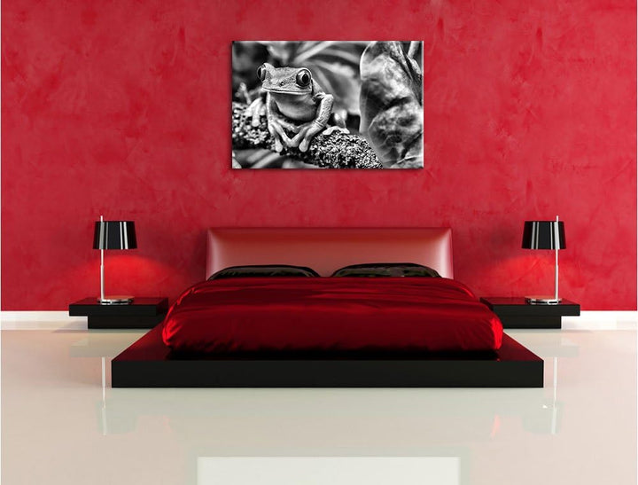 Pixxprint Rotaugenlaubfrosch auf AST als Leinwandbild/Grösse: 100x70 / Wandbild/Kunstdruck/fertig be