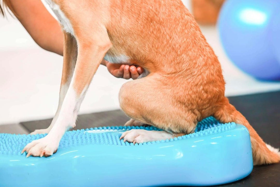 Generisch Fitness Dog Bone - Balance Pad &amp; Wackelkissen - orthopädisches Hundetraining &amp; Spiel - Tra