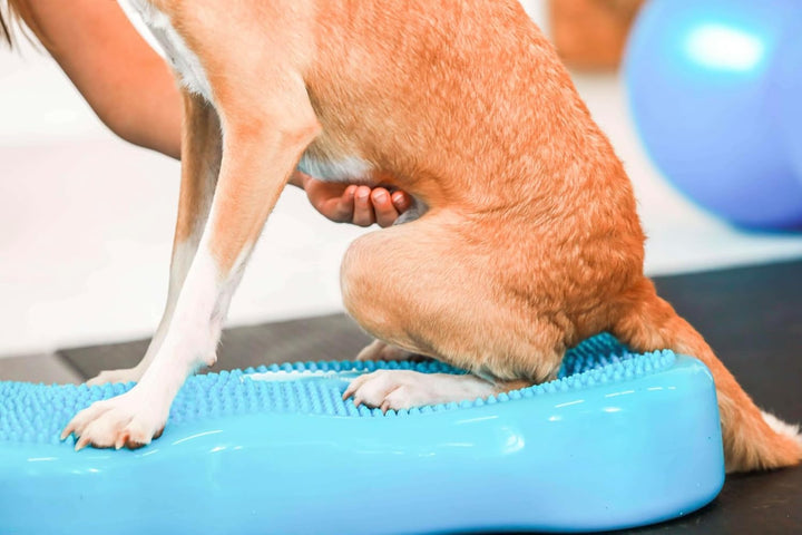 Generisch Fitness Dog Bone - Balance Pad &amp; Wackelkissen - orthopädisches Hundetraining &amp; Spiel - Tra
