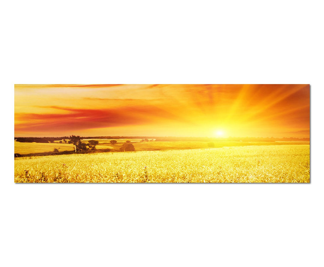 Paul Sinus Art Panoramabild auf Leinwand und Keilrahmen 150x50cm Kornfeld Sonnenuntergang Landschaft