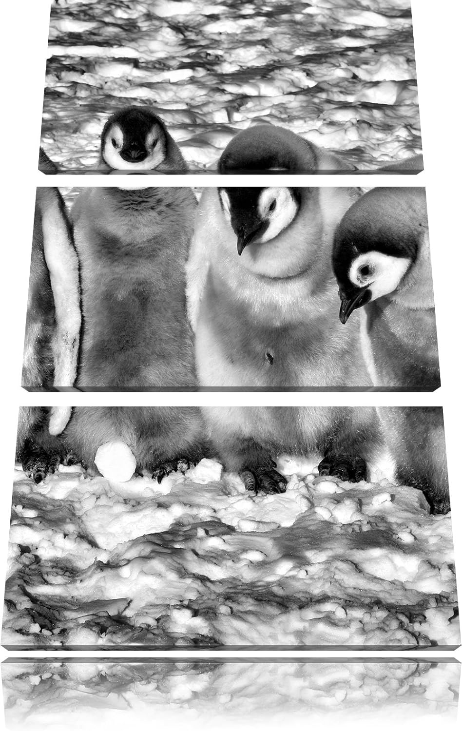 Pixxprint Monocrome, Vier niedliche Kaiserpinguin-Küken 3-Teiler Leinwandbild 120x80 Bild auf Leinwa
