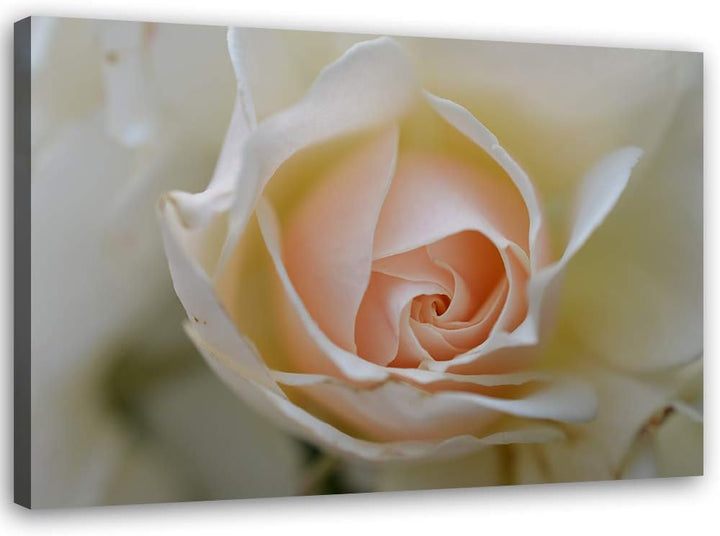 Feeby Bild auf Leinwand Blume Kunstdruck modern Natur Beige 80x60 cm M14564 80x60 cm, M14564 80x60 c