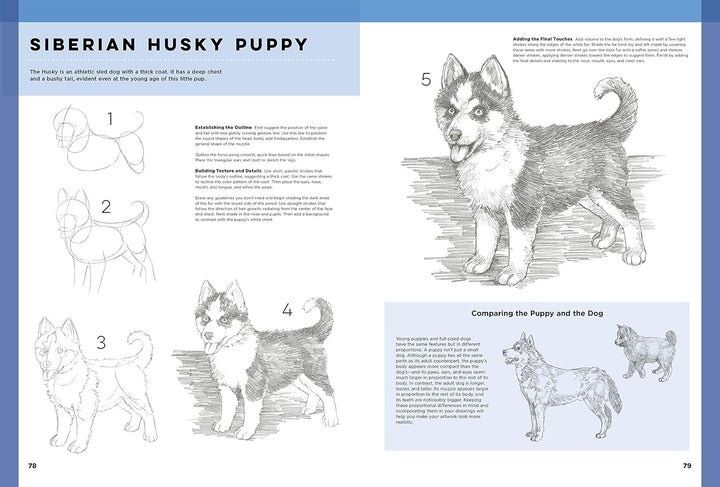 The Art of Basic Drawing: Simple step-by-step techniques for drawing a variety of subjects in graphi