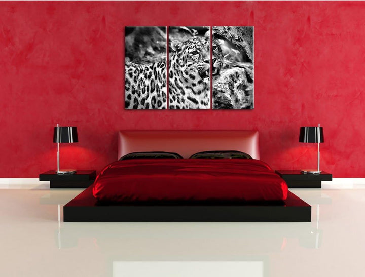 Pixxprint prachtvoller Leopard als Leinwandbild/Grösse: 3 Teilig (120x80) cm/Wandbild/Kunstdruck/fer