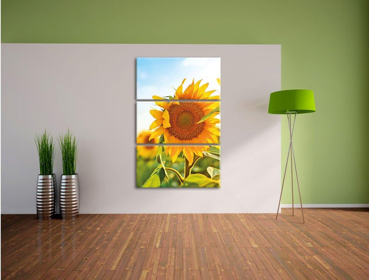 Pixxprint Sonnenblumenfeld SonnenblumeSonne als Leinwandbild/Grösse: 3 Teilig (120x80) cm/Wandbild/K
