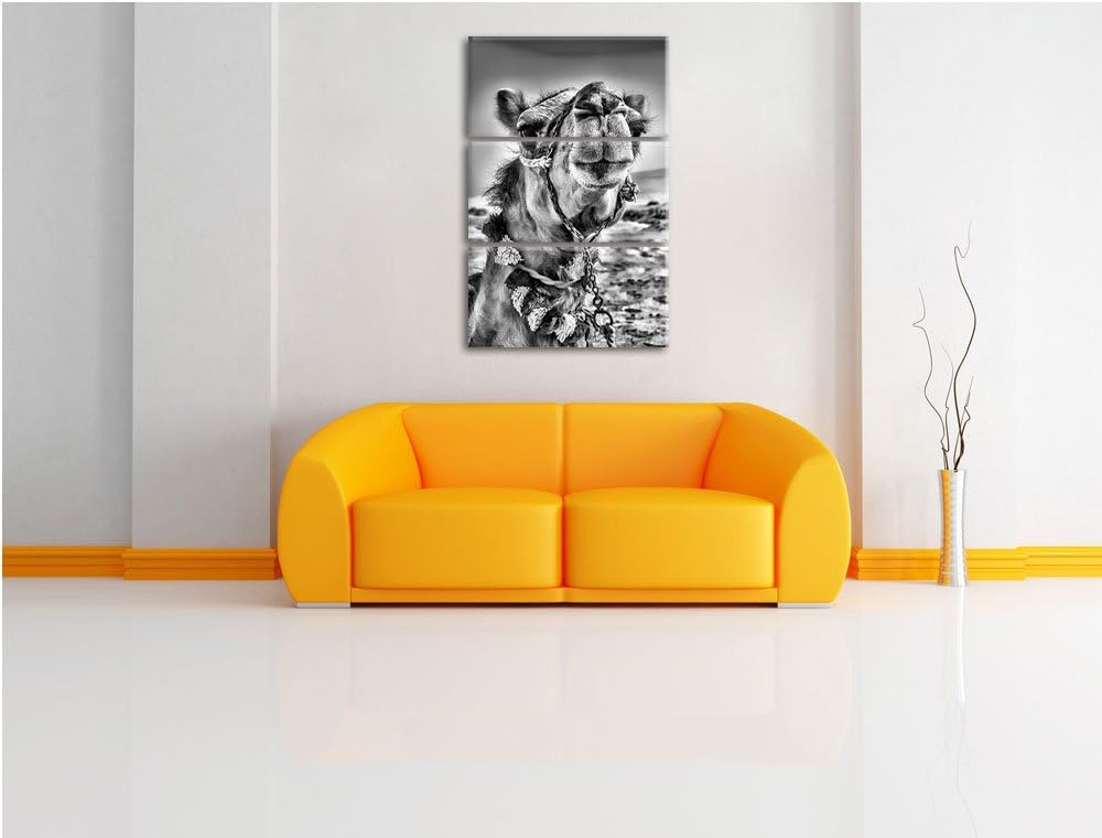 Pixxprint Lustiges Kamel in Wüste als Leinwandbild/Grösse: 3 Teilig (120x80) cm/Wandbild/Kunstdruck/