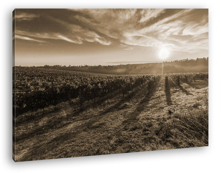 Traubenfeld in der Toskana Format: 60x40 Effekt: Sepia als Leinwandbild, Motiv fertig gerahmt auf Ec