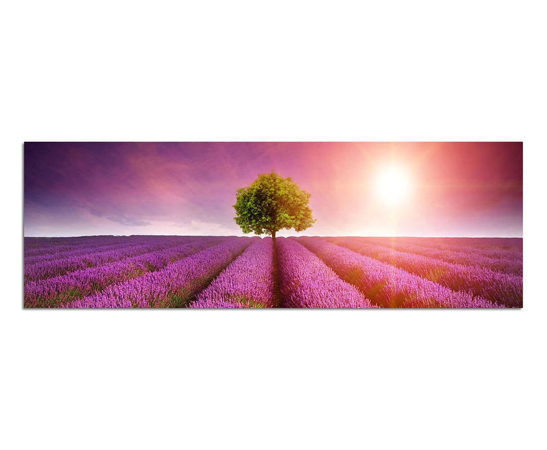 Paul Sinus Art Panoramabild auf Leinwand und Keilrahmen 150x50cm Lavendelfeld Baum Sommer Sonnenunte