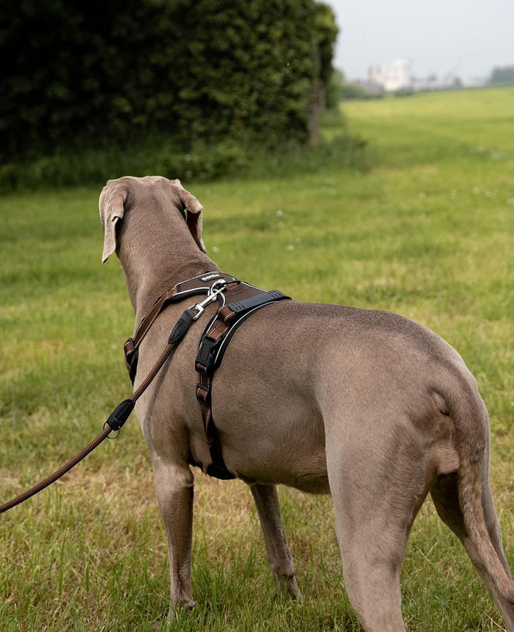 lionto Hundegeschirr gepolstert aus weichem Nylon, Grösse L, reflektierendes Anti Zug Geschirr für H