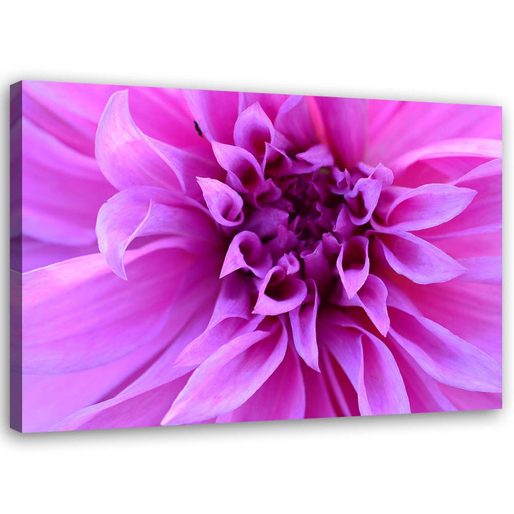 Feeby Bild auf Leinwand Blume Kunstdruck modern Natur Violett 80x60 cm Leinwandbild 80x60 cm Violett