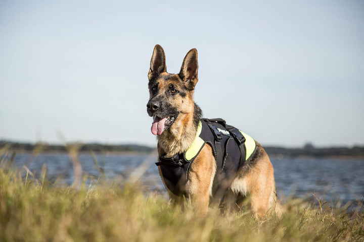Julius-K9, IDC Multifunktionale Hundeweste 3in1, Grösse: XL, Schwarz und Neon XL Schwarz und UV Oran