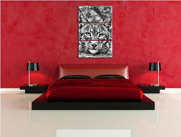 Pixxprint wachsamer Luchs als Leinwandbild/Grösse: 3 Teilig (120x80) cm/Wandbild/Kunstdruck/fertig b
