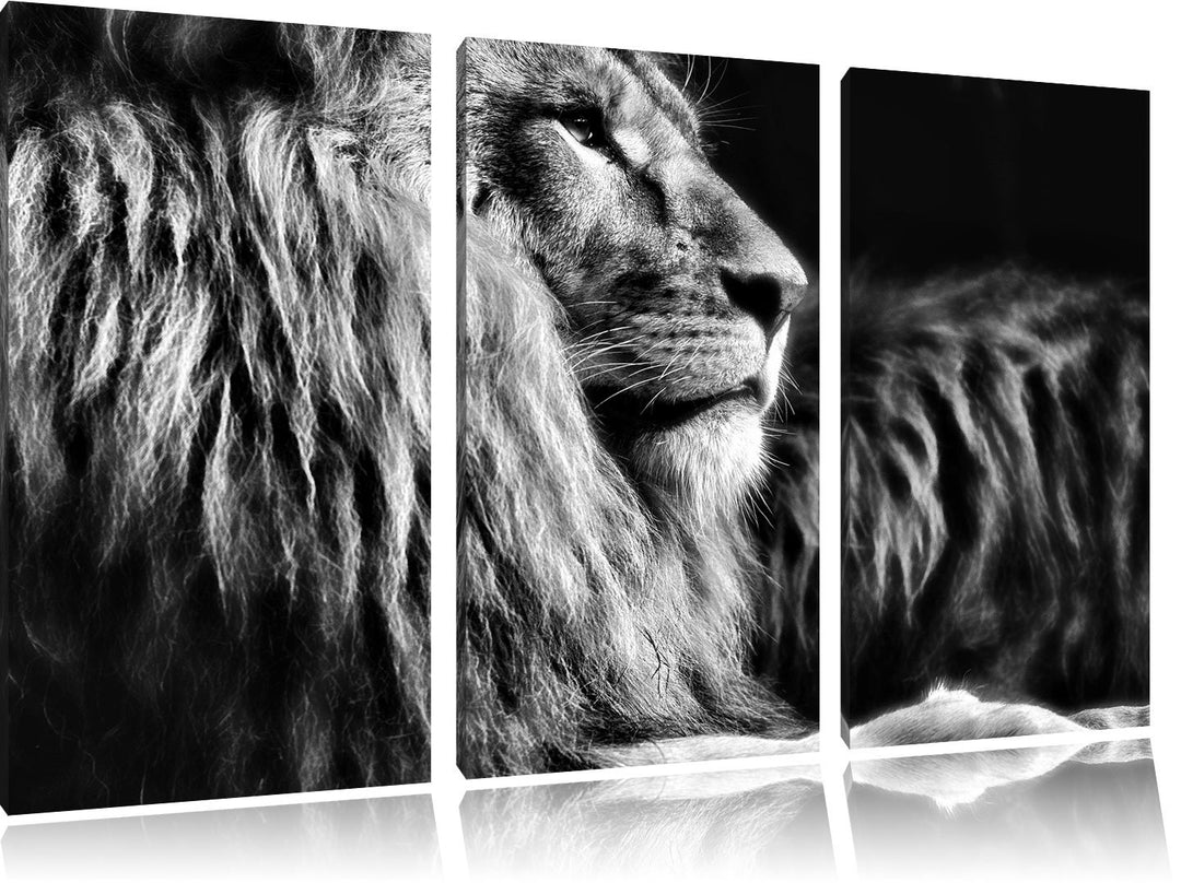 Pixxprint Majestätischer stolzer Löwe als Leinwandbild/Grösse: 3 Teilig (120x80) cm/Wandbild/Kunstdr