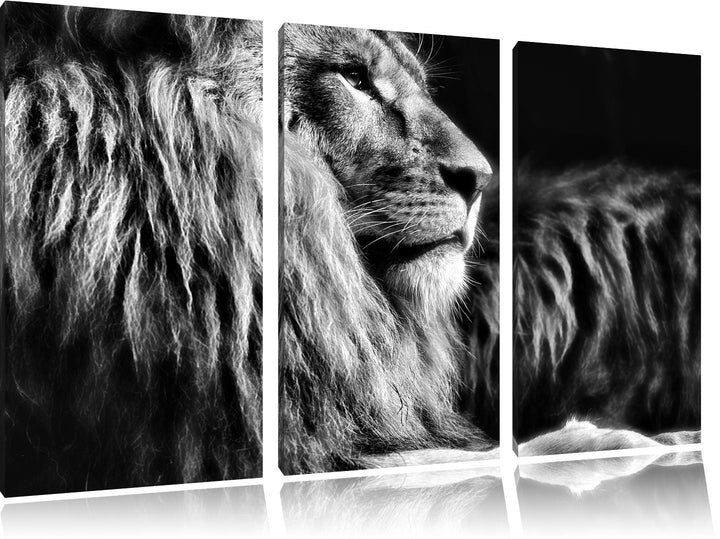 Pixxprint Majestätischer stolzer Löwe als Leinwandbild/Grösse: 3 Teilig (120x80) cm/Wandbild/Kunstdr