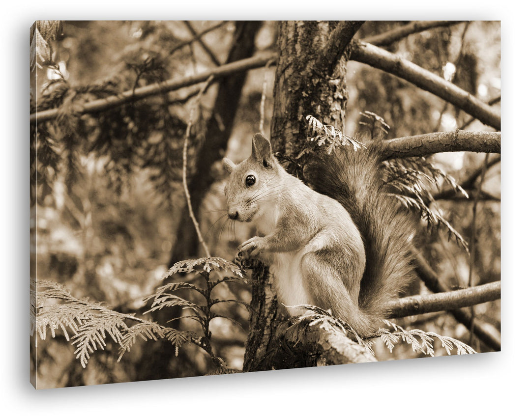 deyoli niedliches Eichhörnchen Format: 80x60 Effekt: Sepia als Leinwand, Motiv fertig gerahmt auf Ec