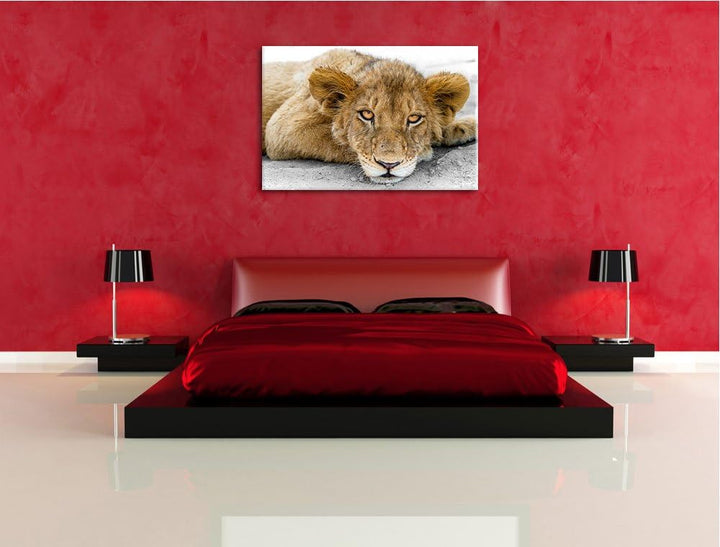 schläfriger junger Löwe schwarz/weiss Format: 100x70auf Leinwand, XXL riesige Bilder fertig gerahmt