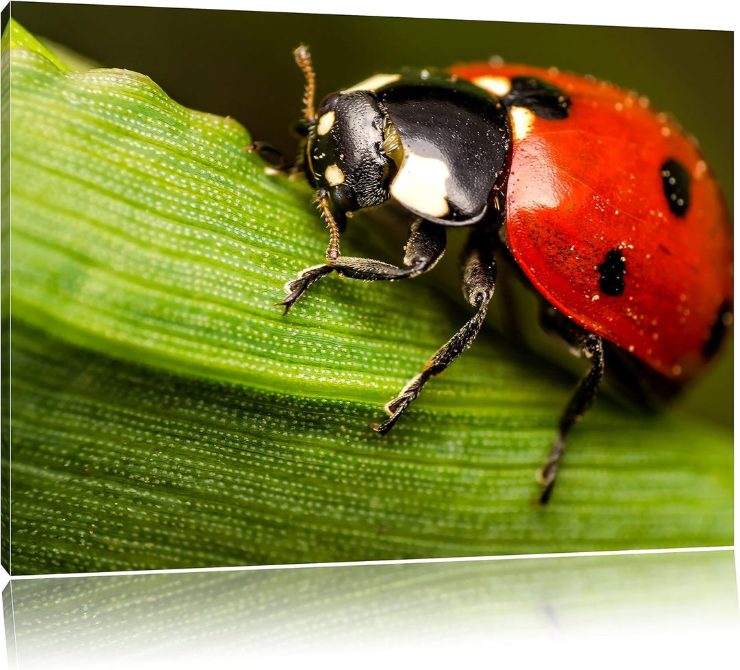 Pixxprint Marienkäfer in Detailaufnahme als Leinwandbild/Grösse: 100x70 / Wandbild/Kunstdruck/fertig