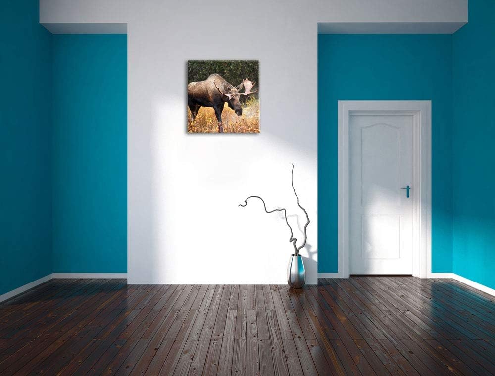 Pixxprint Grosser Elch, Format: 70x70 auf Leinwand, XXL riesige Bilder fertig gerahmt mit Keilrahmen