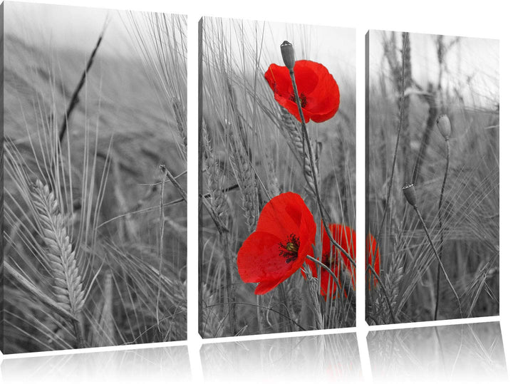 einzelne Mohnblumen im Getreidefeld schwarz/weiss 3-Teiler Leinwandbild 120x80 Bild auf Leinwand, XX