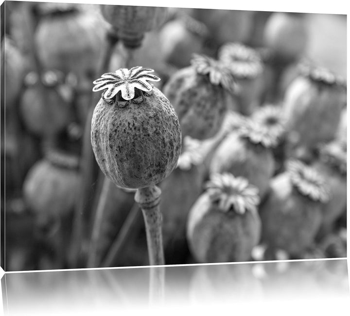 Pixxprint Mohnkapsel der Mohnblume Kunst B&W als Leinwandbild/Grösse: 100x70 / Wandbild/Kunstdruck/f