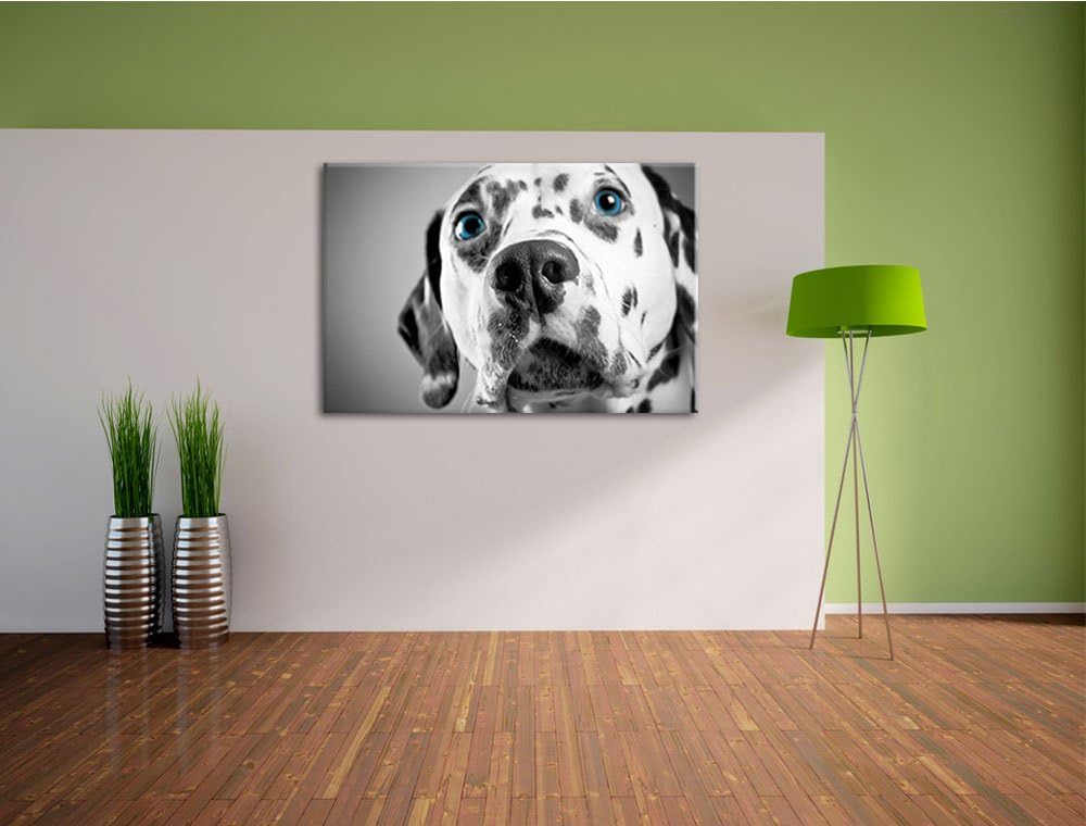 aufmerksamer Dalmatiner schwarz/weiss Format: 100x70 auf Leinwand, XXL riesige Bilder fertig gerahmt