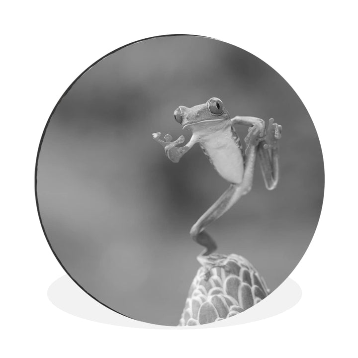 MuchoWow Wandbild Rund Wanddeko Deko Wohnzimmer Bilder 60x60 cm Der rotäugige Laubfrosch in Costa Ri