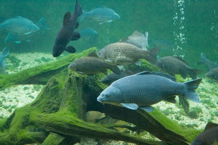 30 kg Premium Karpfenfutter Primo Float - 6,0 mm - Karpfen schwimmend -