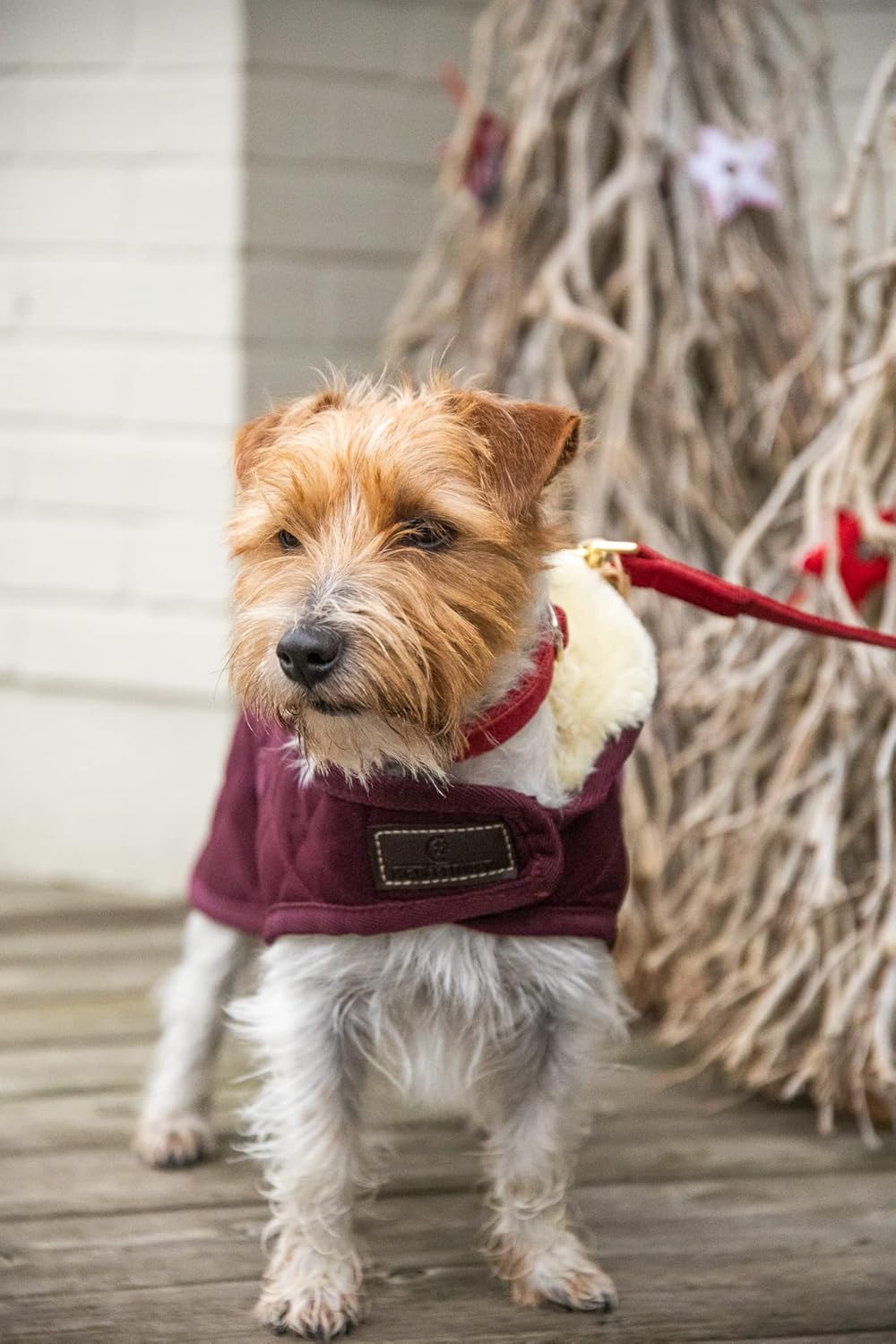 Kentucky Hundemantel Bordeaux XL, bordeaux XL