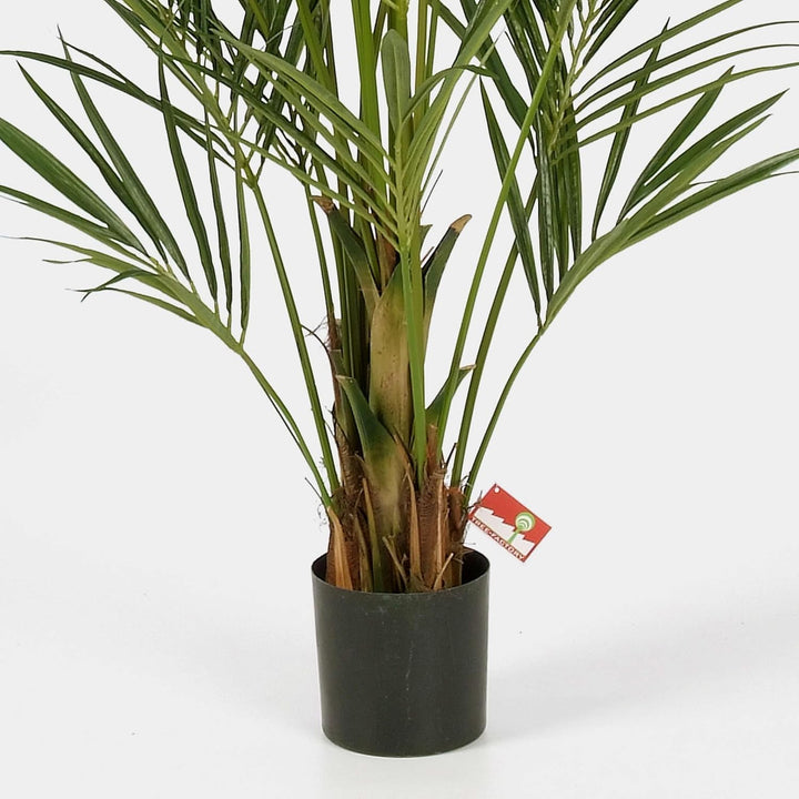 artplants.de Künstliche Kentia Palme Natural, 192 Blätter, 200cm - hochwertige Dekopalme - Kunstpalm