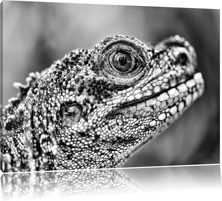 Pixxprint grosser Schuppenwaran als Leinwandbild/Grösse: 100x70 / Wandbild/Kunstdruck/fertig bespann