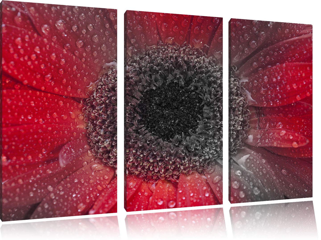 Pixxprint Rote Gerbera mit Wassertropfen als Leinwandbild | Grösse: 3 Teilig (120x80) | Wandbild| Ku