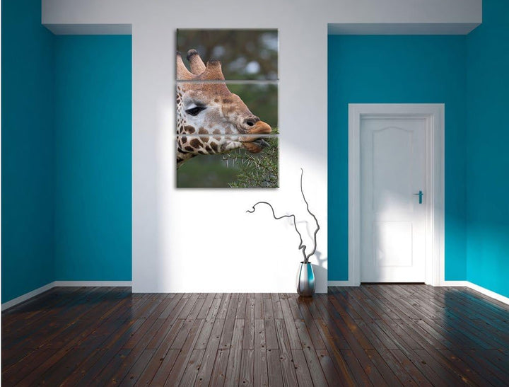 Pixxprint schöne Giraffe beim Fressen als Leinwandbild/Grösse: 3 Teilig (120x80) cm/Wandbild/Kunstdr