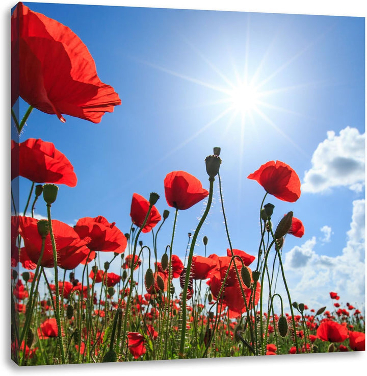 Pixxprint Mohnblumen, Format: 70x70 auf Leinwand, XXL riesige Bilder fertig gerahmt mit Keilrahmen,