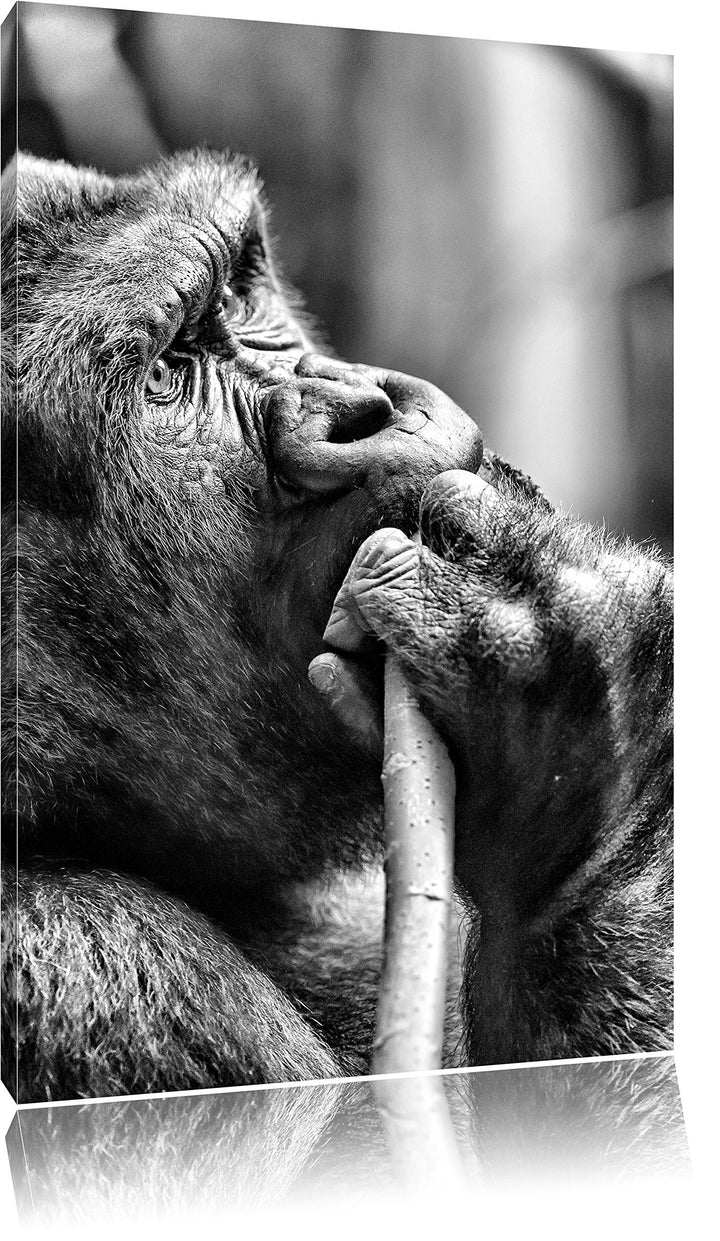 Monocrome, Gorilla isst, Format: 100x70 auf Leinwand, XXL riesige Bilder fertig gerahmt mit Keilrahm