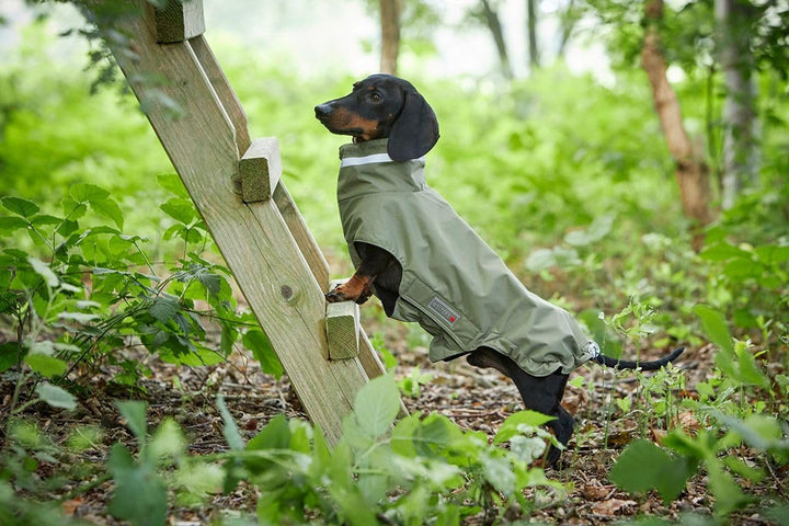 Wolters Outdoorjacke Modern Classic für Dackel, Grösse:38 cm, Farbe:Olive 38 cm olive, 38 cm olive