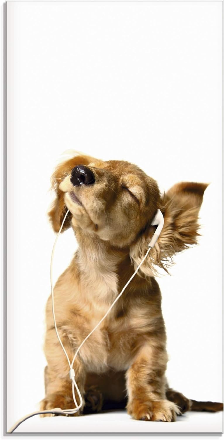 ARTland Glasbilder Wandbild Glas Bild einteilig 30x60 cm Hochformat Hund Tiere Musik Dackel Welpen L