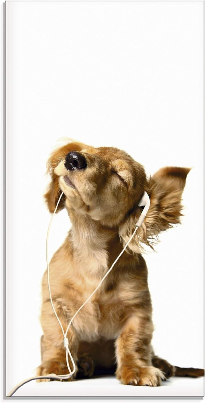 ARTland Glasbilder Wandbild Glas Bild einteilig 30x60 cm Hochformat Hund Tiere Musik Dackel Welpen L
