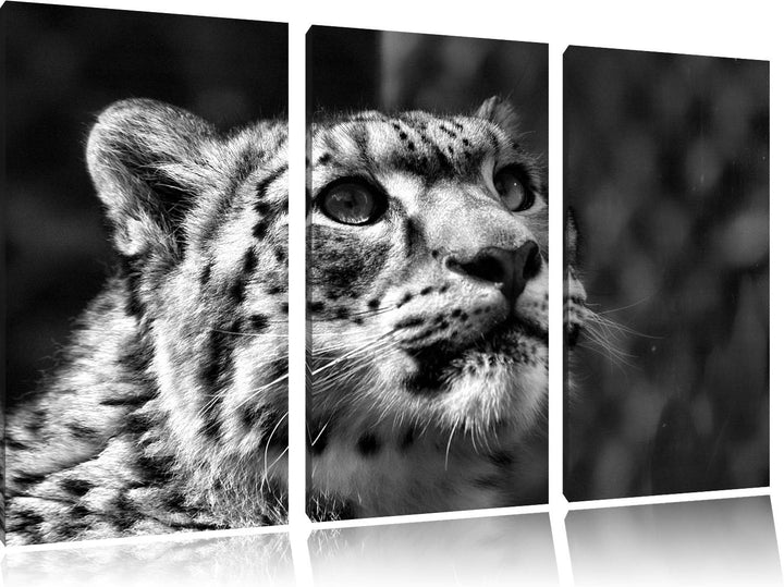 Pixxprint Leopard als Leinwandbild/Grösse: 3 Teilig (120x80) cm/Wandbild/Kunstdruck/fertig bespannt