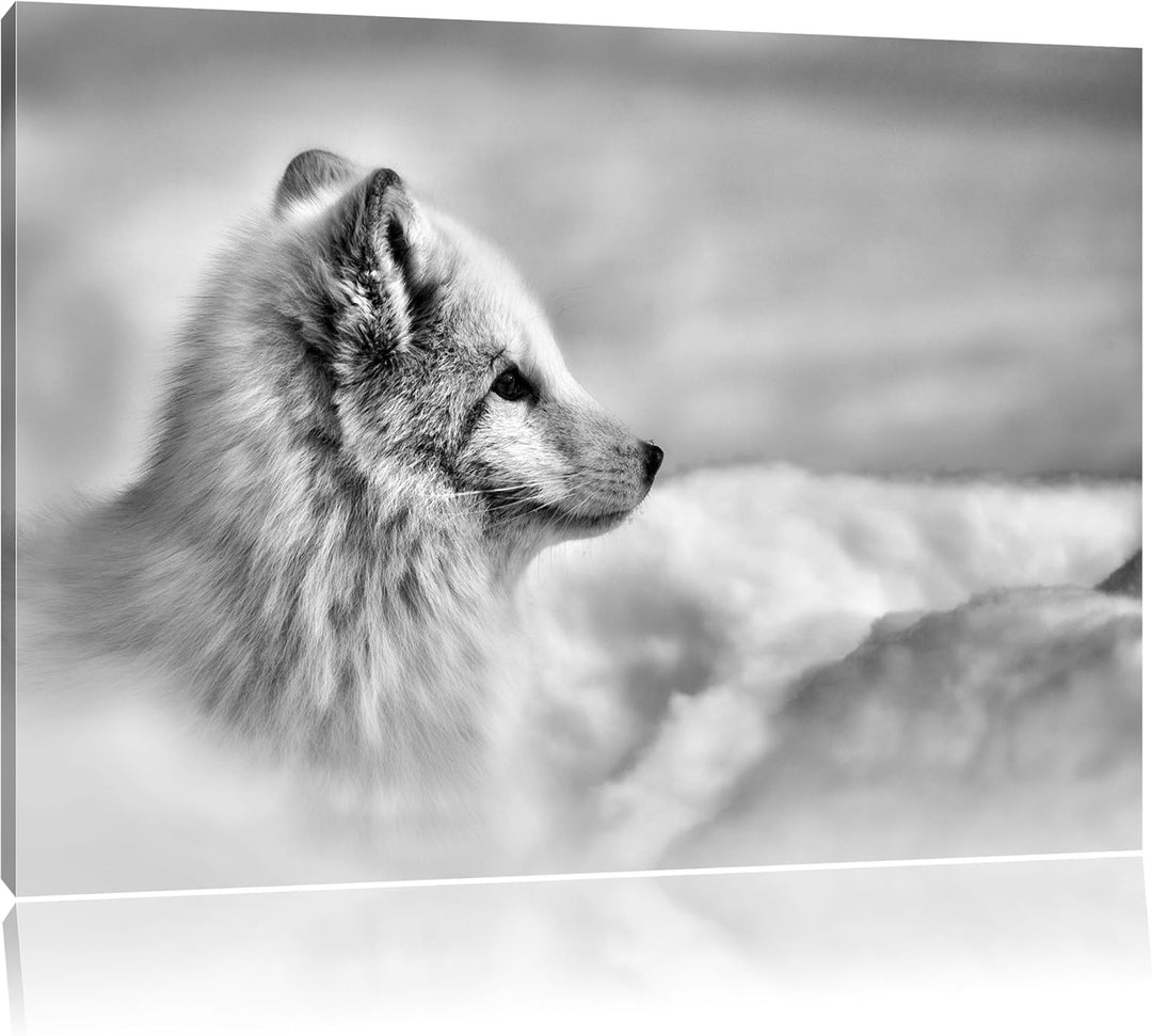 Pixxprint Anmutiger Polarfuchs im Schnee / 100x70cm Leinwandbild bespannt auf Holzrahmen/Wandbild Ku