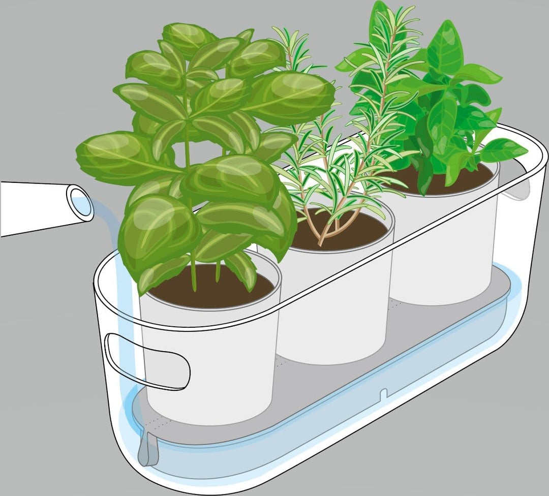 EVA SOLO | Selbstbewässernder Herb-Organiser Black | Verhilft Kräutern zu einem Langen Leben | Schwa