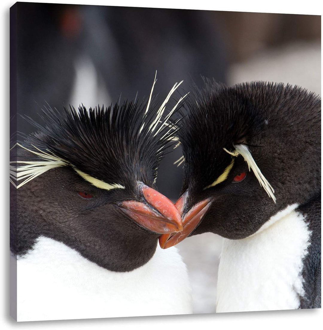 Pinguin Kuss, Format: 70x70 auf Leinwand, XXL riesige Bilder fertig gerahmt mit Keilrahmen, Kunstdru