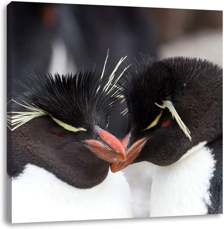 Pinguin Kuss, Format: 70x70 auf Leinwand, XXL riesige Bilder fertig gerahmt mit Keilrahmen, Kunstdru