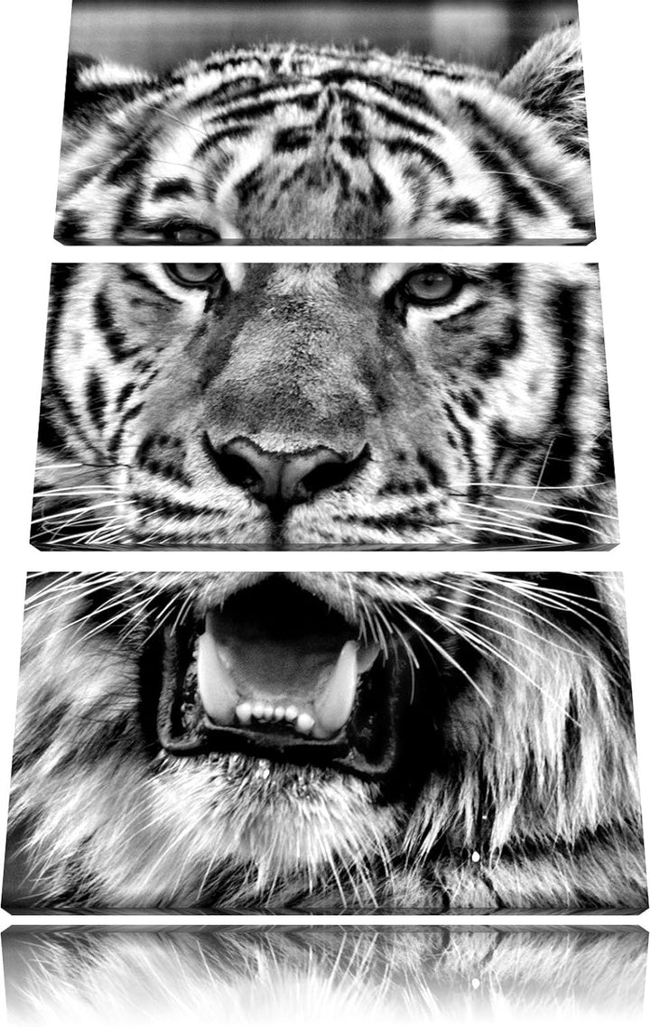 Pixxprint Tiger mit offenem Maul als Leinwandbild/Grösse: 3 Teilig (120x80) cm/Wandbild/Kunstdruck/f