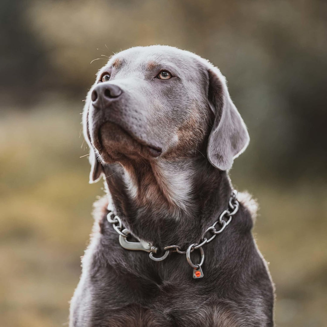 Sprenger Hundehalskette mit Sprenger Haken aus Edelstahl rostfrei 4 mm I Grösse individuell einstell