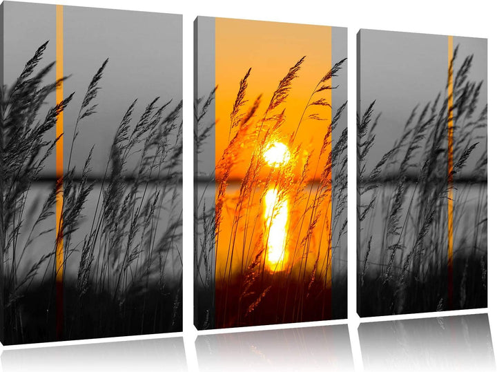 Pixxprint Gräser bei Sonnenuntergang als Leinwandbild | Grösse: 3 Teilig (120x80) | Wandbild| Kunstd
