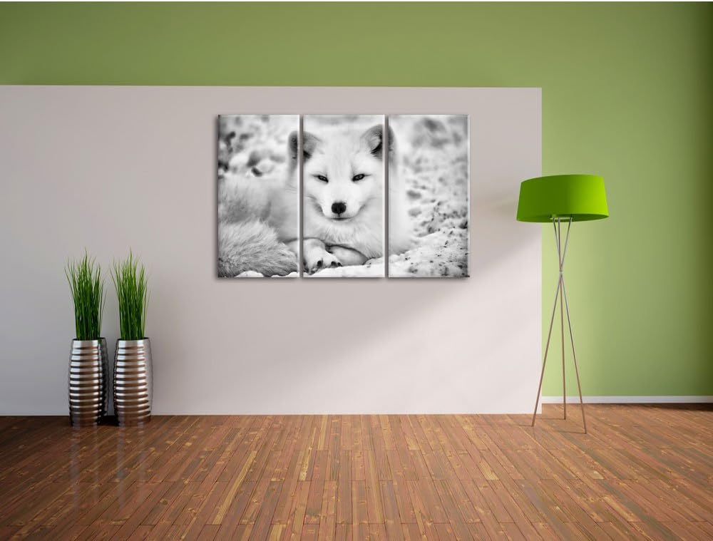 Pixxprint Weisser Fuchs als Leinwandbild/Grösse: 3 Teilig (120x80) cm/Wandbild/Kunstdruck/fertig bes