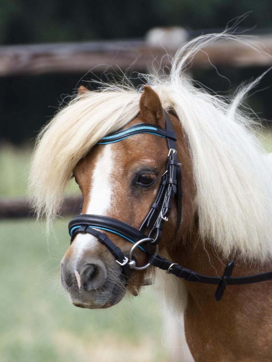 BUSSE Trense LITTLE