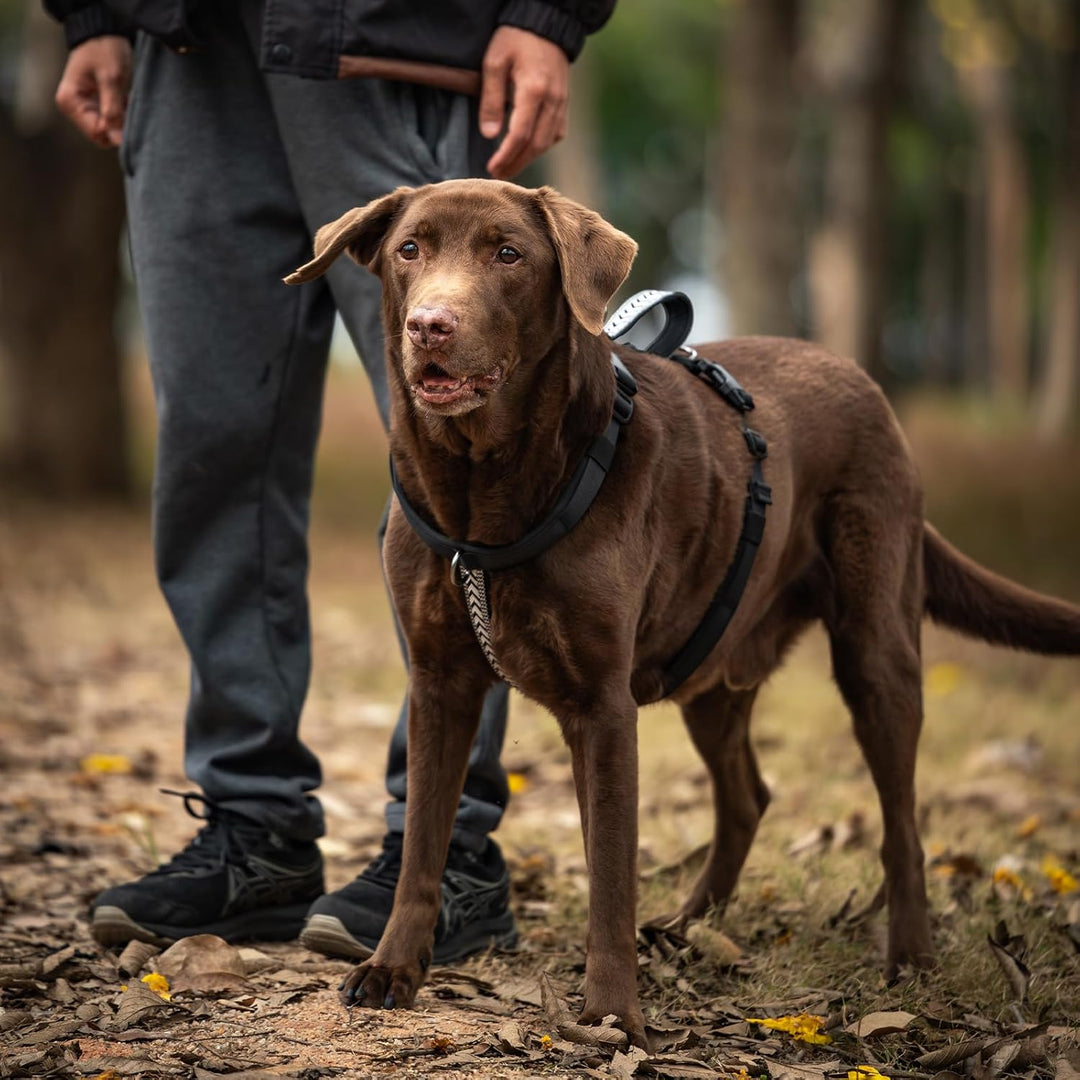 Arblina Hundegeschirr, Ausbruchsicheres Antizuggeschirr für Kleine, Mittlere und Grosse Hunde, Hunde
