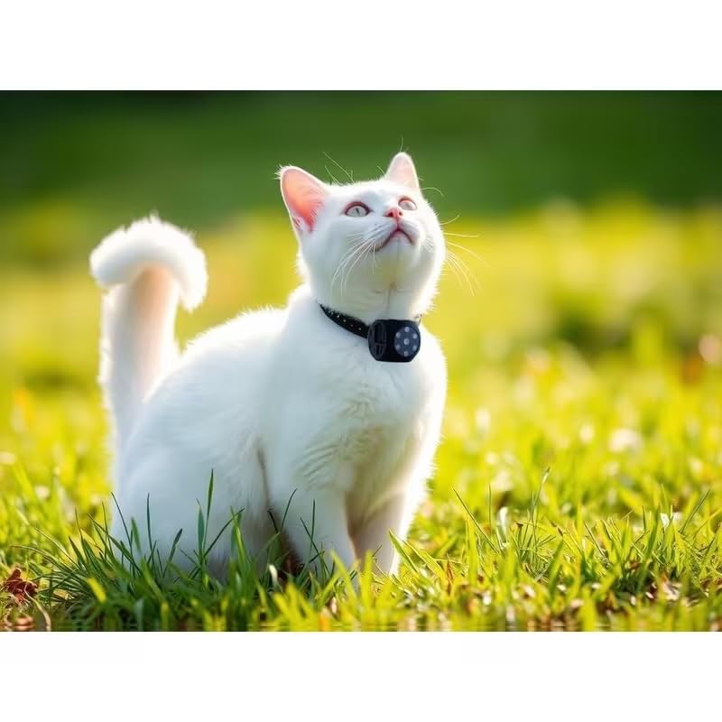 Mini-Kamera, tragbar, Full HD, 1080p, für Hunde und Katzen, Infrarot-Nachtsicht, SD-Aufzeichnung, ve